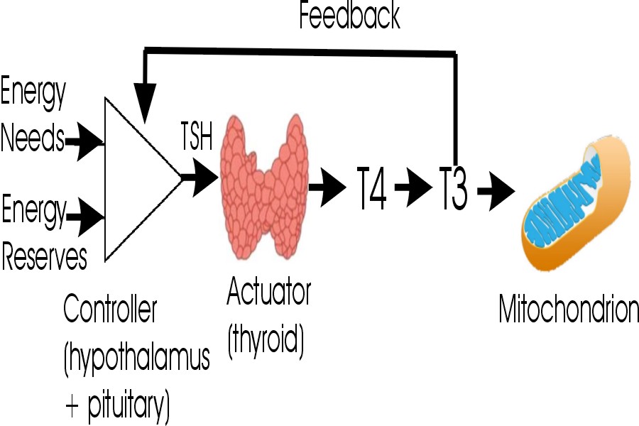 Thyroid Feedback Control Loop (simplified)